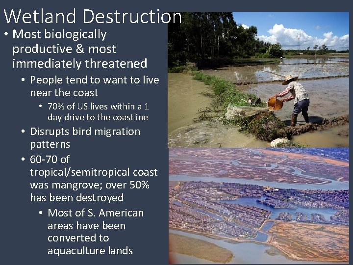 Wetland Destruction • Most biologically productive & most immediately threatened • People tend to
