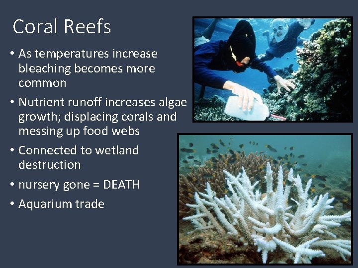 Coral Reefs • As temperatures increase bleaching becomes more common • Nutrient runoff increases