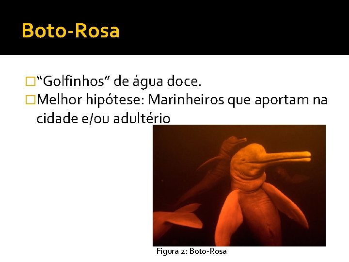 Boto-Rosa �“Golfinhos” de água doce. �Melhor hipótese: Marinheiros que aportam na cidade e/ou adultério