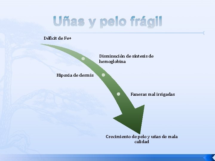 Uñas y pelo frágil Déficit de Fe+ Disminución de síntesis de hemoglobina Hipoxia de