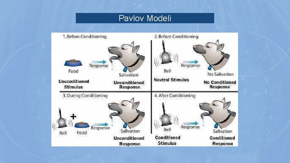 Pavlov Modeli Pavlov Modeli