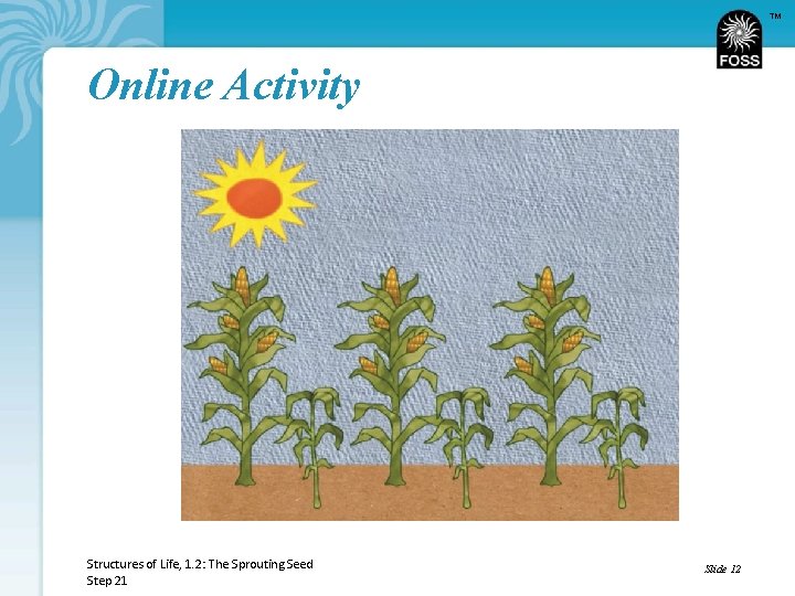 TM Online Activity Structures of Life, 1. 2: The Sprouting Seed Step 21 Slide