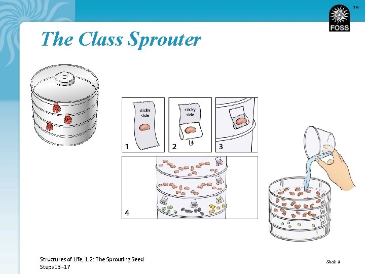 TM The Class Sprouter Structures of Life, 1. 2: The Sprouting Seed Steps 13–