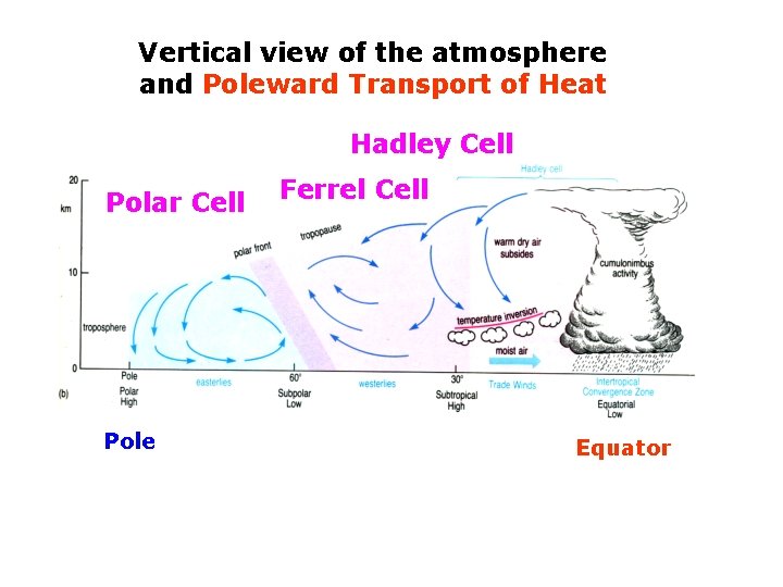 Vertical view of the atmosphere and Poleward Transport of Heat Hadley Cell Polar Cell