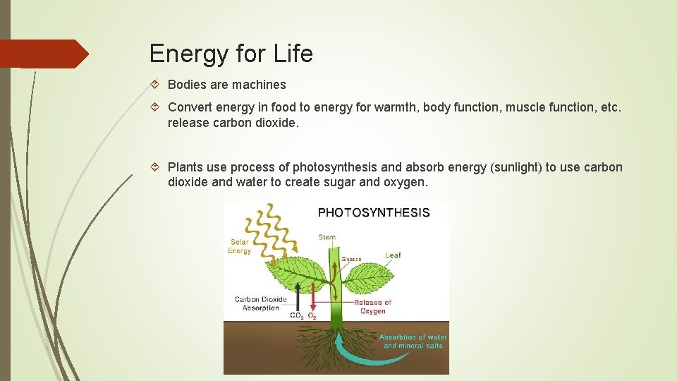 Energy for Life Bodies are machines Convert energy in food to energy for warmth,