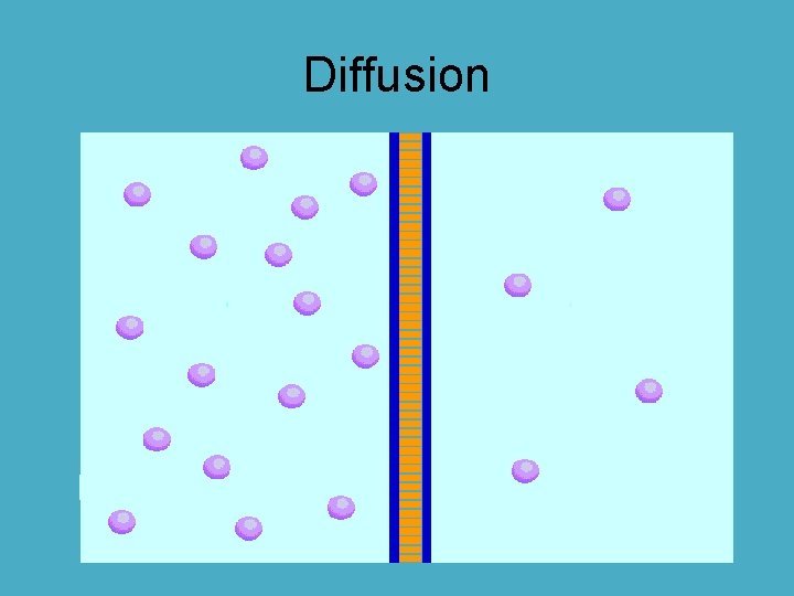 Why is the cell membrane so important Names