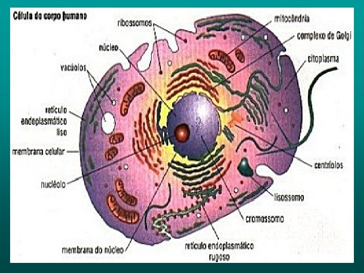 Célula do corpo humano 