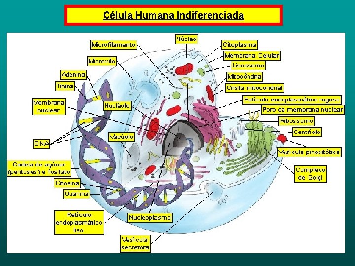 Célula Humana Indiferenciada 