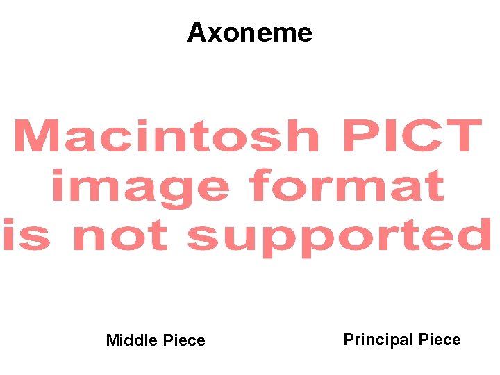 Axoneme Middle Piece Principal Piece Axoneme Middle Piece Principal Piece