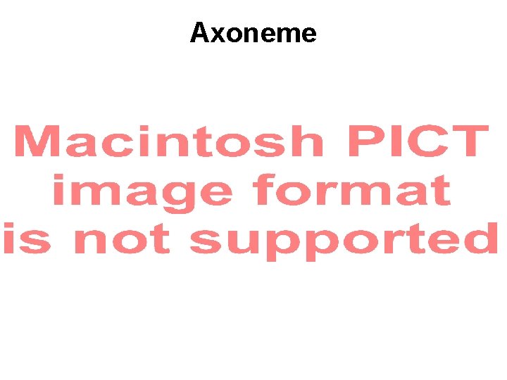 Axoneme Axoneme