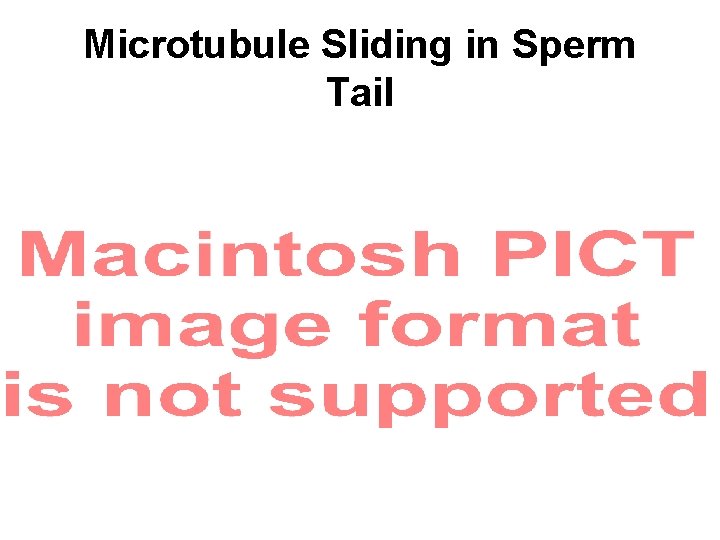 Microtubule Sliding in Sperm Tail Microtubule Sliding in Sperm Tail
