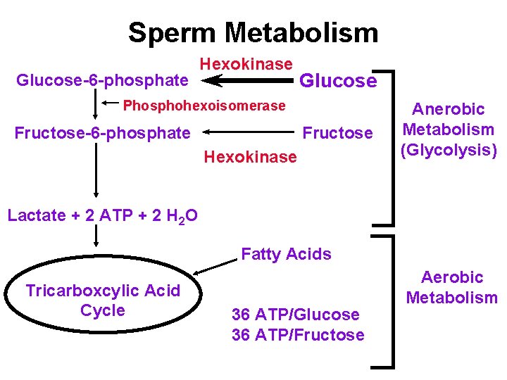 Sperm Metabolism Glucose-6 -phosphate Hexokinase Glucose Phosphohexoisomerase Fructose-6 -phosphate Fructose Hexokinase Anerobic Metabolism (Glycolysis) Sperm Metabolism Glucose-6 -phosphate Hexokinase Glucose Phosphohexoisomerase Fructose-6 -phosphate Fructose Hexokinase Anerobic Metabolism (Glycolysis)