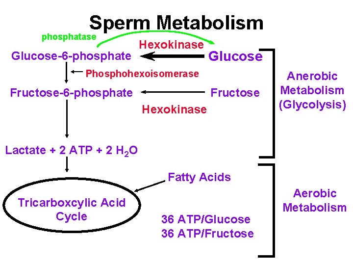 Sperm Metabolism phosphatase Glucose-6 -phosphate Hexokinase Glucose Phosphohexoisomerase Fructose-6 -phosphate Fructose Hexokinase Anerobic Metabolism Sperm Metabolism phosphatase Glucose-6 -phosphate Hexokinase Glucose Phosphohexoisomerase Fructose-6 -phosphate Fructose Hexokinase Anerobic Metabolism