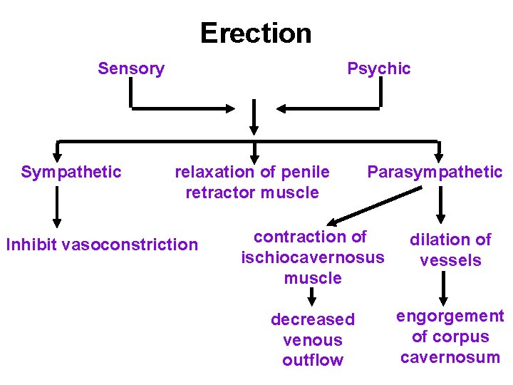 Erection Sensory Sympathetic Psychic relaxation of penile retractor muscle Inhibit vasoconstriction Parasympathetic contraction of Erection Sensory Sympathetic Psychic relaxation of penile retractor muscle Inhibit vasoconstriction Parasympathetic contraction of