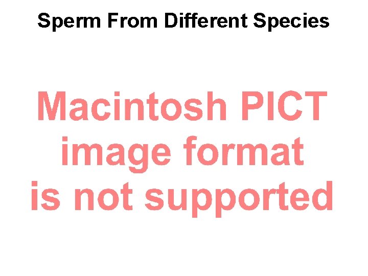 Sperm From Different Species Sperm From Different Species