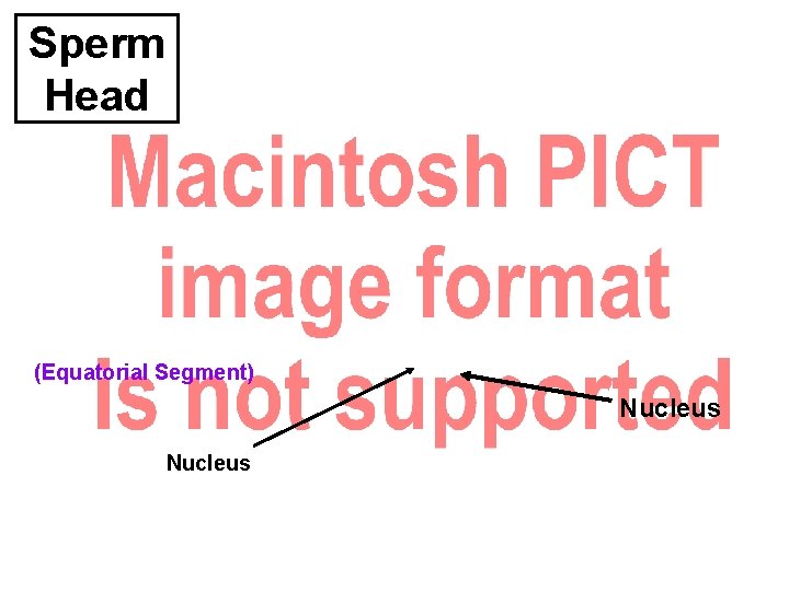 Sperm Head (Equatorial Segment) Nucleus Sperm Head (Equatorial Segment) Nucleus