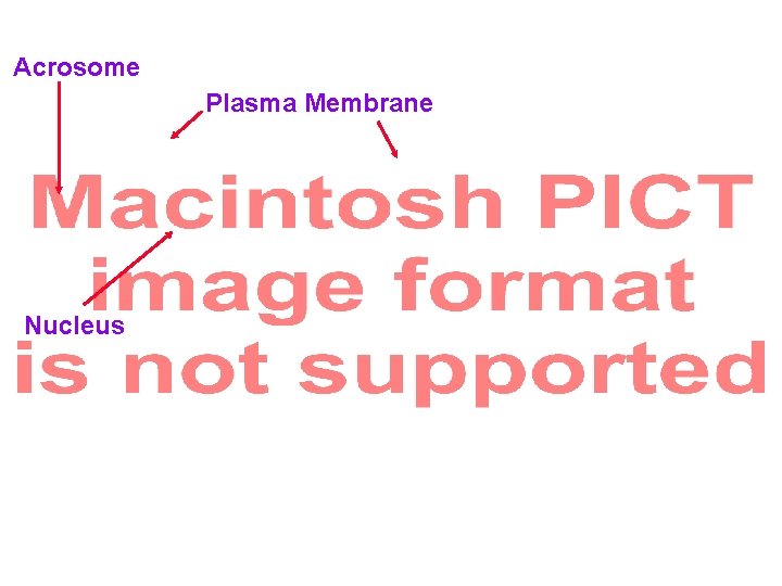 Acrosome Plasma Membrane Nucleus Acrosome Plasma Membrane Nucleus