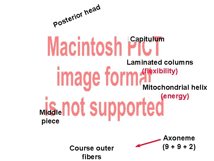 d a e rh o i r e t s o P Capitulum Laminated d a e rh o i r e t s o P Capitulum Laminated