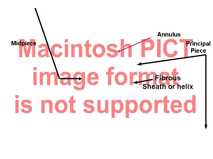 Annulus Midpiece Principal Piece Fibrous Sheath or helix Annulus Midpiece Principal Piece Fibrous Sheath or helix