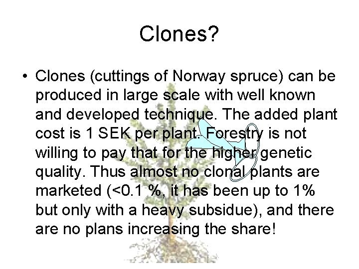 Clones? • Clones (cuttings of Norway spruce) can be produced in large scale with