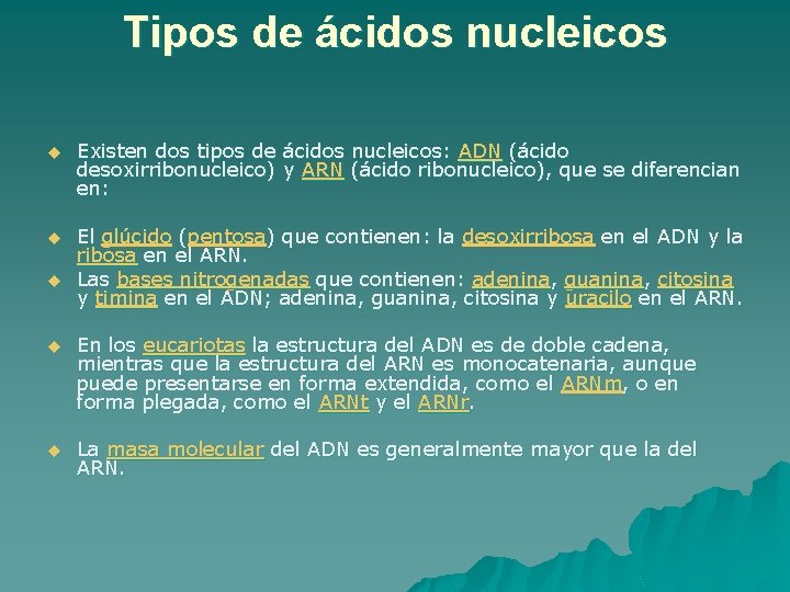 Tipos de ácidos nucleicos u Existen dos tipos de ácidos nucleicos: ADN (ácido desoxirribonucleico)