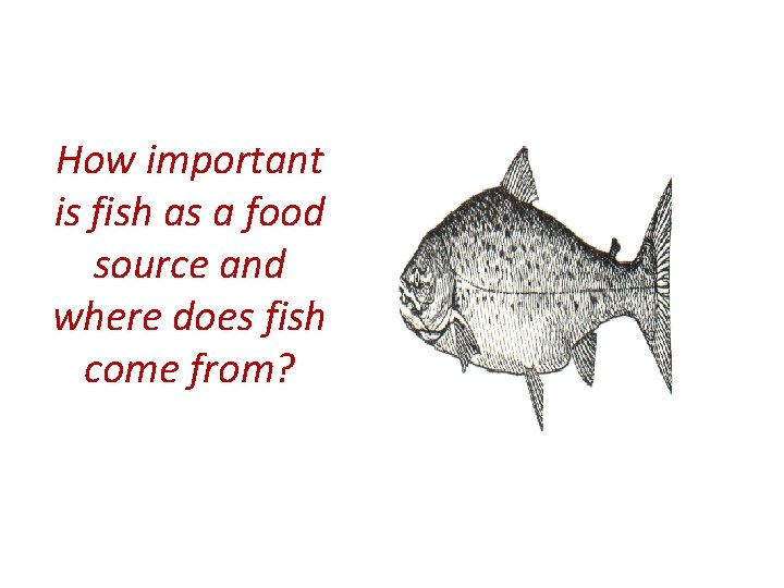 How important is fish as a food source and where does fish come from?