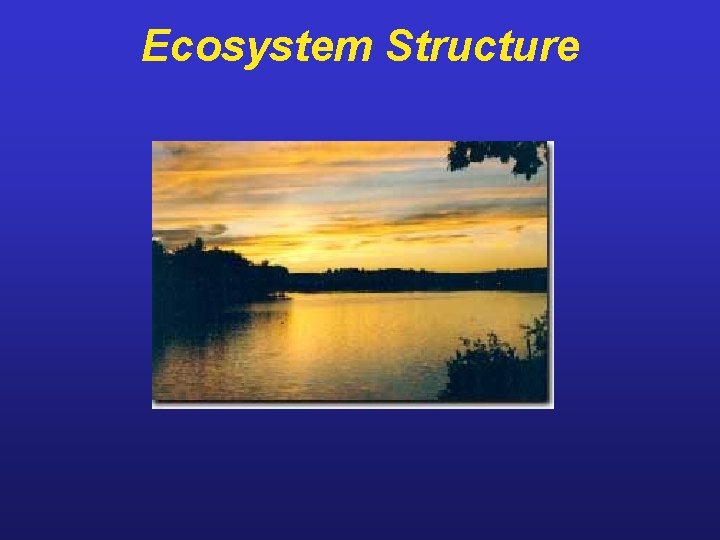 Ecosystem Structure 
