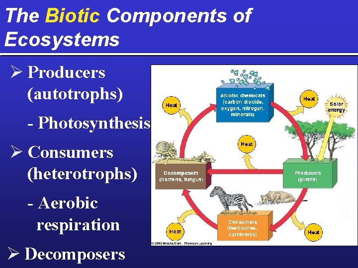 The Biotic Components of Ecosystems Ø Producers (autotrophs) - Photosynthesis Ø Consumers (heterotrophs) -