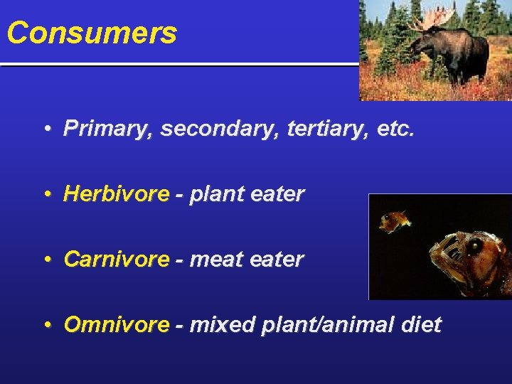 Consumers • Primary, secondary, tertiary, etc. • Herbivore - plant eater • Carnivore -