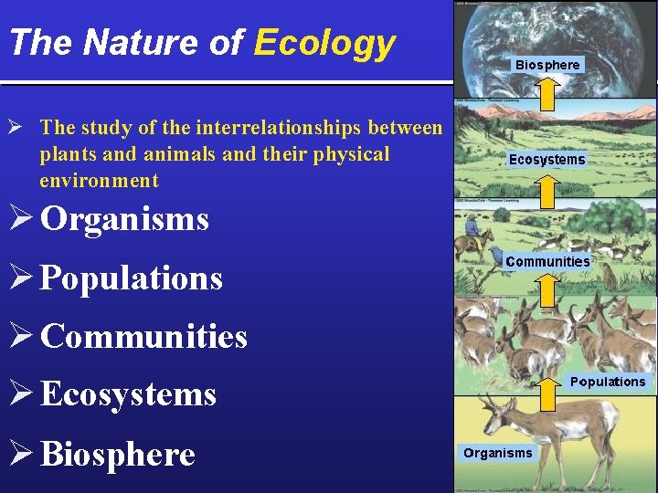 The Nature of Ecology Ø The study of the interrelationships between plants and animals