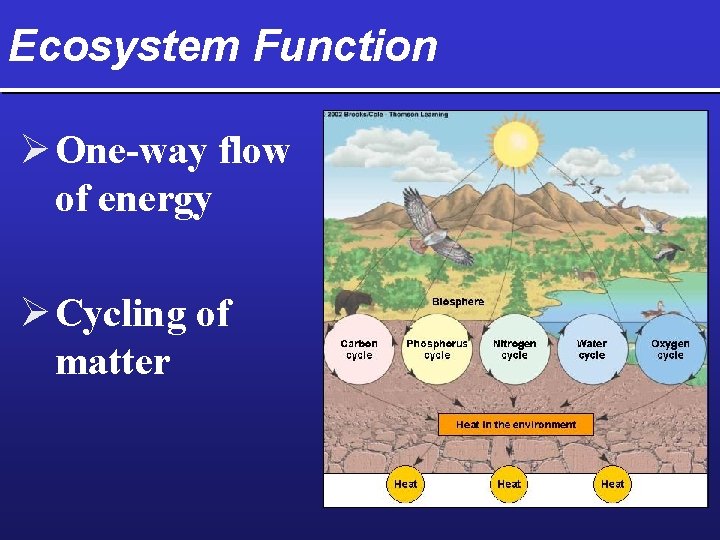Ecosystem Function Ø One-way flow of energy Ø Cycling of matter 