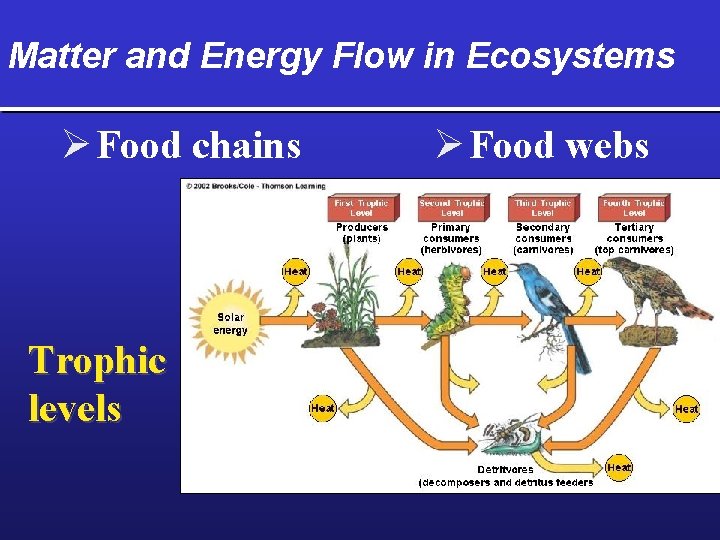 Matter and Energy Flow in Ecosystems Ø Food chains Trophic levels Ø Food webs