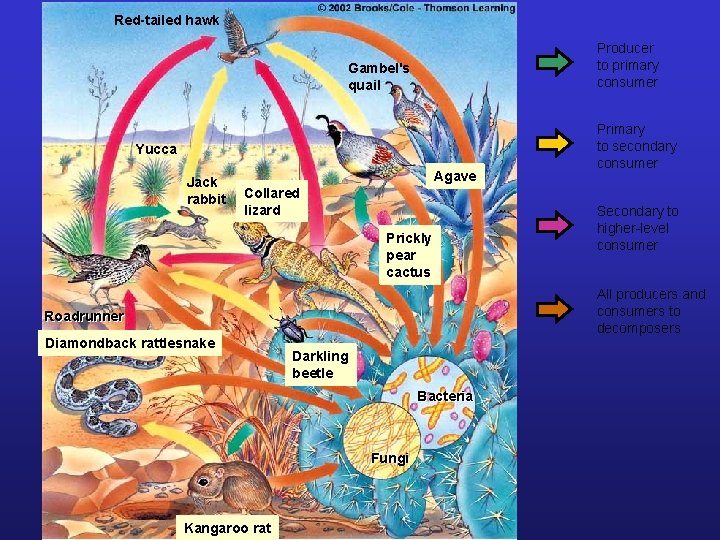 Red-tailed hawk Producer to primary consumer Gambel's quail Yucca Jack rabbit Agave Collared lizard