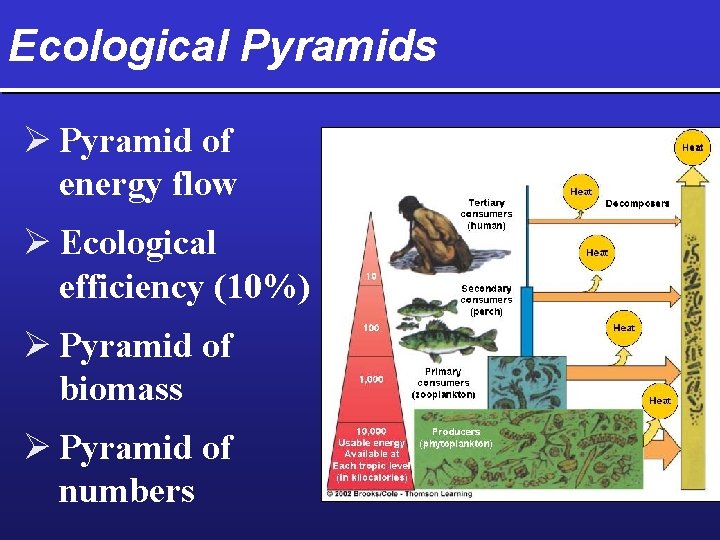 Ecological Pyramids Ø Pyramid of energy flow Ø Ecological efficiency (10%) Ø Pyramid of