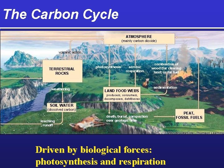 The Carbon Cycle Driven by biological forces: photosynthesis and respiration 