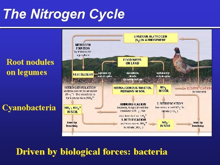 The Nitrogen Cycle Root nodules on legumes Cyanobacteria Driven by biological forces: bacteria 