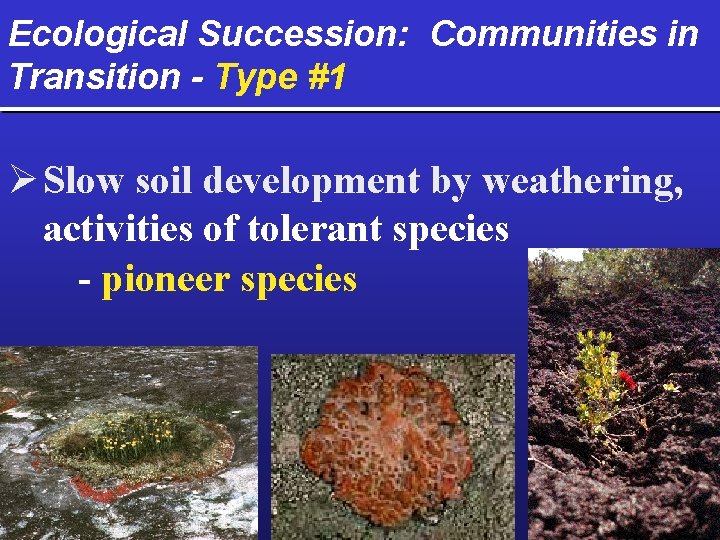 Ecological Succession: Communities in Transition - Type #1 Ø Slow soil development by weathering,