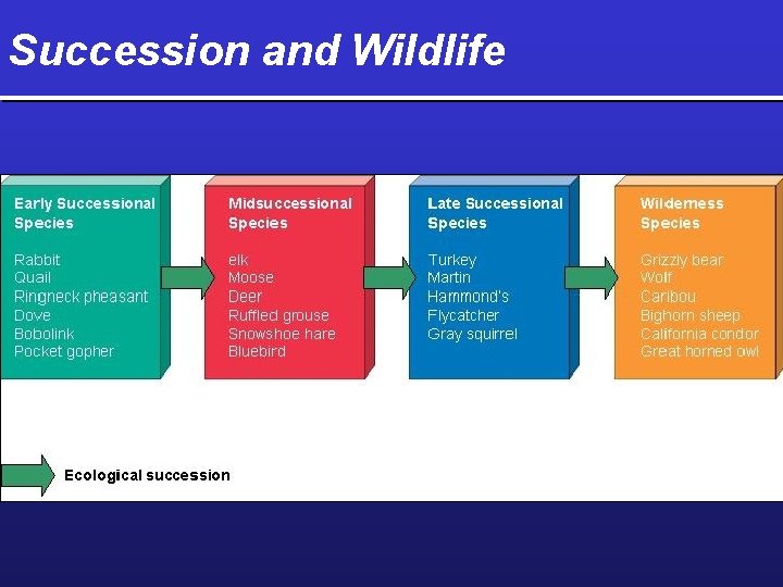 Succession and Wildlife 