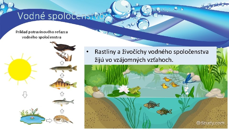 Vodné spoločenstvo Príklad potravinového reťazca vodného spoločenstva • Rastliny a živočíchy vodného spoločenstva žijú