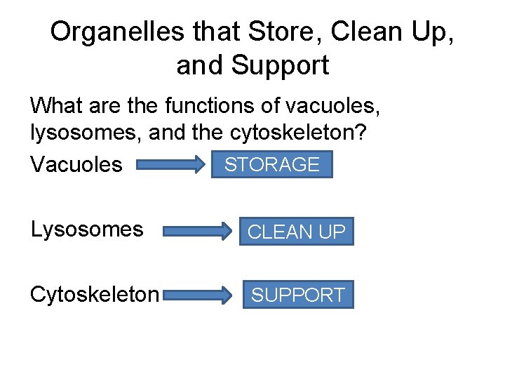 Organelles that Store, Clean Up, and Support What are the functions of vacuoles, lysosomes,