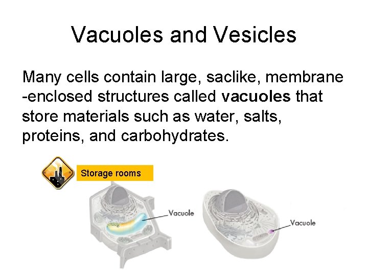 Vacuoles and Vesicles Many cells contain large, saclike, membrane -enclosed structures called vacuoles that