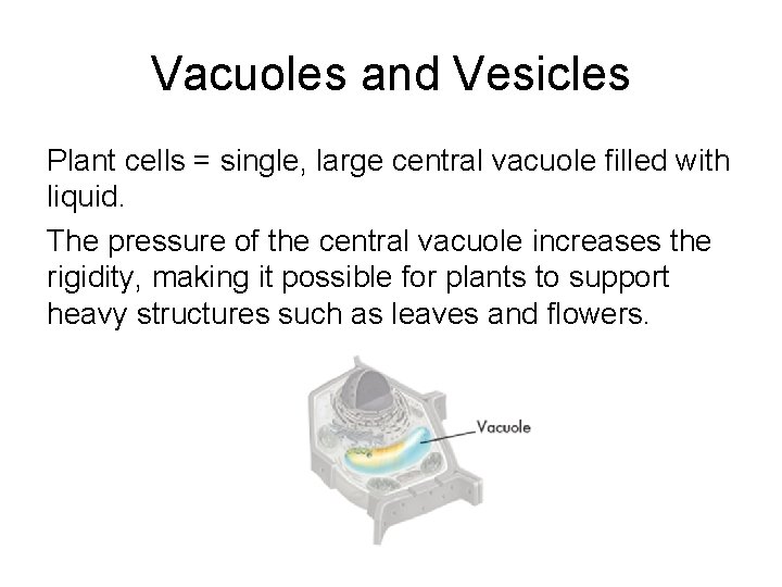 Vacuoles and Vesicles Plant cells = single, large central vacuole filled with liquid. The