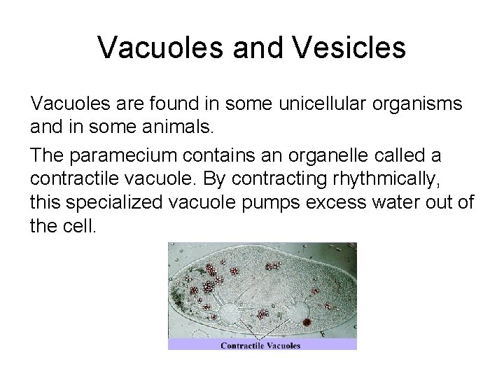 Vacuoles and Vesicles Vacuoles are found in some unicellular organisms and in some animals.