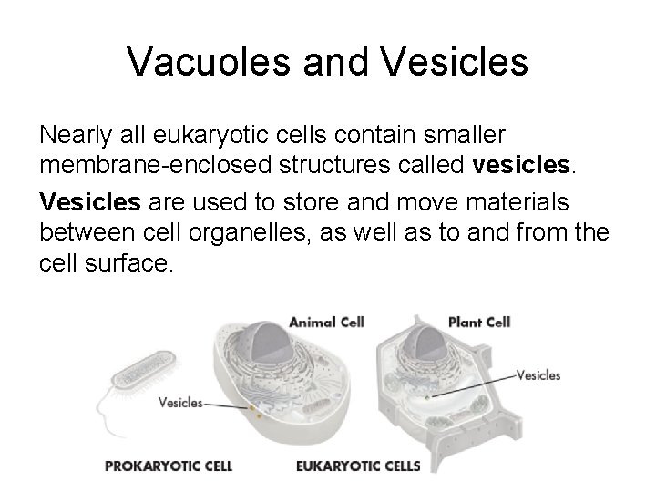 Vacuoles and Vesicles Nearly all eukaryotic cells contain smaller membrane-enclosed structures called vesicles. Vesicles