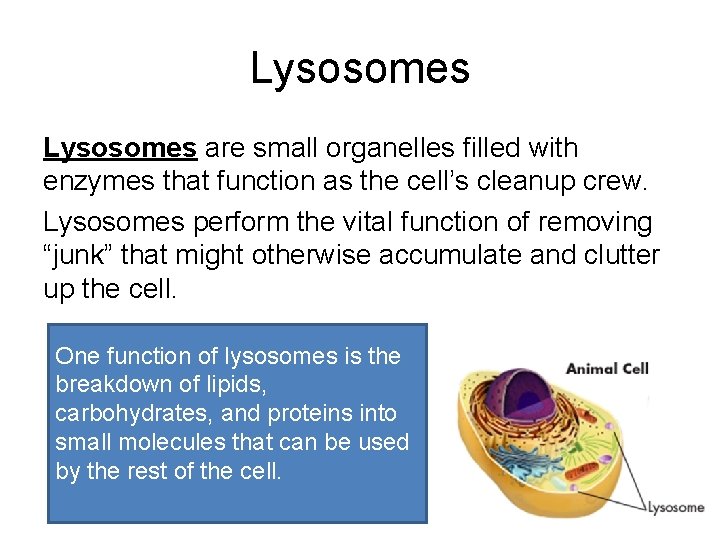 Lysosomes are small organelles filled with enzymes that function as the cell’s cleanup crew.