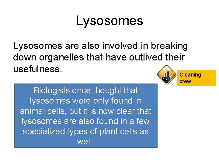 Lysosomes are also involved in breaking down organelles that have outlived their usefulness. Cleaning