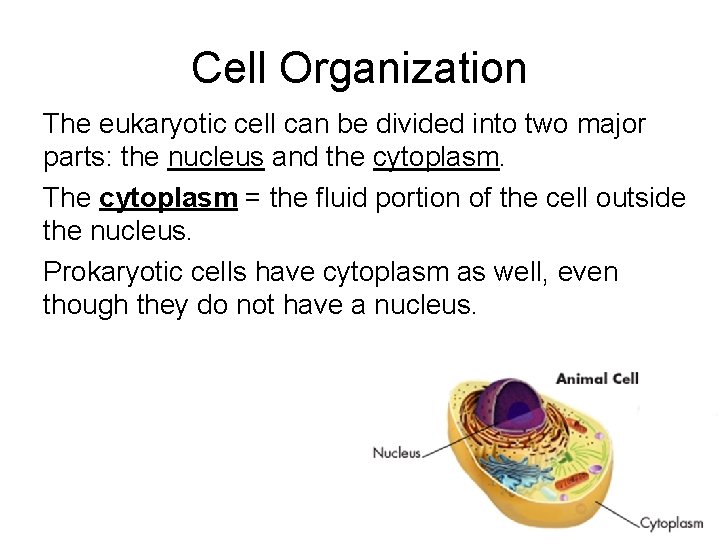 Cell Organization The eukaryotic cell can be divided into two major parts: the nucleus