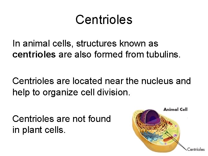 Centrioles In animal cells, structures known as centrioles are also formed from tubulins. Centrioles