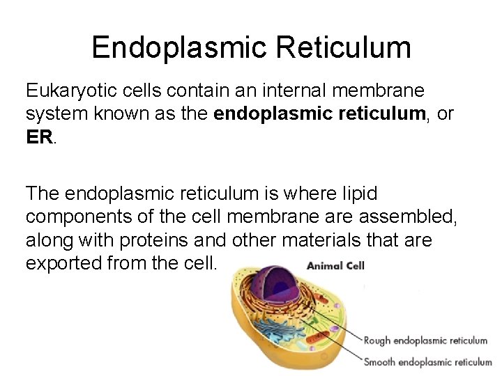 Endoplasmic Reticulum Eukaryotic cells contain an internal membrane system known as the endoplasmic reticulum,