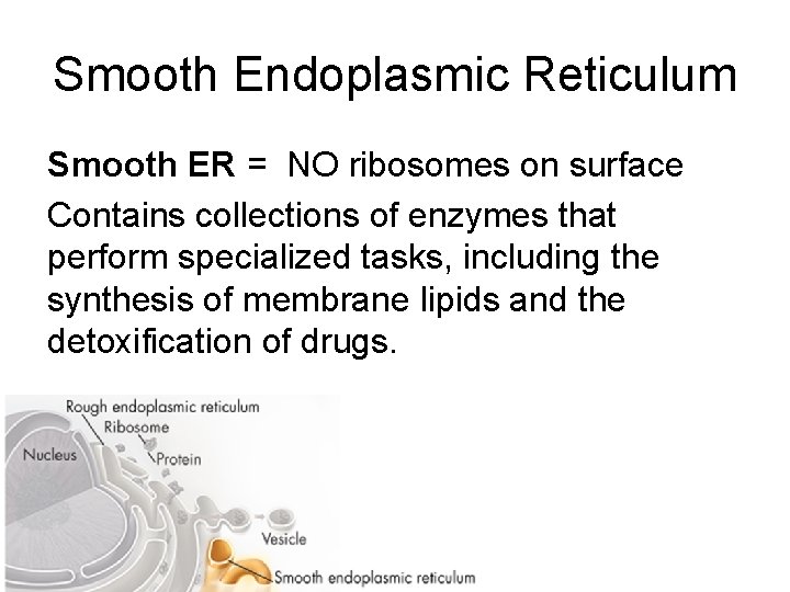 Smooth Endoplasmic Reticulum Smooth ER = NO ribosomes on surface Contains collections of enzymes